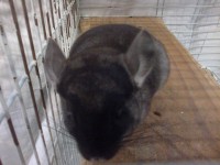 /album/tambor/a31122011035-jpg/