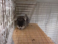 /album/tambor/a31122011037-jpg/